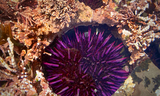 pacific-purple-sea-urchin.jpg