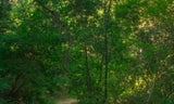 Alambique Trail 2