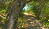 Edgewood Park - Clarkia Trail  003.jpg