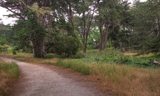 Fitzgerald Marine Reserve - Cypress Trail  003.jpg