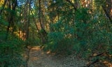 Huddart-ArcheryFireRd-003.jpg