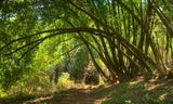 Huddart-Bay Tree Trail
