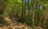 Huddart-Redwood Trail-011_1.jpg