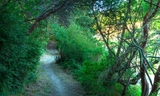 Huddart-Skyline Trail-001_3.jpg