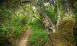 Junipero Serra Park - Live Oak Nature Trail