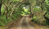 Oak Cove Trail