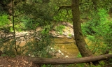 Creek Trail Photo