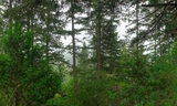 Trees on Mt. Ellen Summit Trail