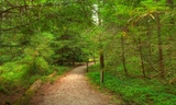 Tan Oak Nature Trail