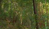 Butano-ridge-loop-trail-photo