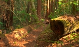 Big Tree Trail Photo