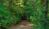 Ridge Loop Trail Photo