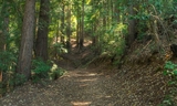 Wunderlich - Madrone Trail-001-cropped.jpg