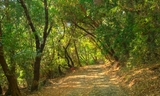 Wunderlich - Oak Trail-001-cropped.jpg