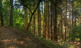 Wunderlich - Redwood Trail-001.jpg