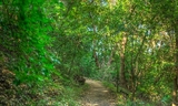 Wunderlich - Redwood Trail-002-cropped.jpg