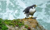 peregrine8 DSO_04-18-2014-prepped-cropped-author_1.jpg