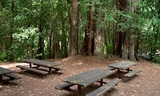 redwood1_2_0.jpg