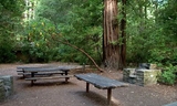 redwood2_2_0.jpg