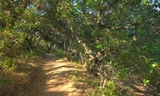 Edgewood Park - Sylvan Trail  004_0.jpg