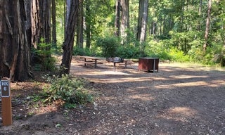 Huckleberry #6