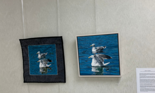 White and gray seagulls floating in blue SF bay water