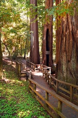 Redwood Trail
