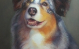 drawing of a collie