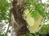 Honey bees