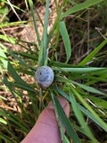 white garden snail