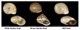 garden snails comparison