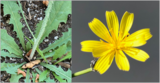 side-by-side of stem and flower