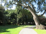 walking path in park