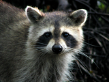 Wild raccoon at a state park