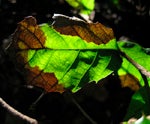 Sudden Oak Death