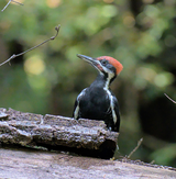 "Pileated Woodpecker" by Selwyn Quan