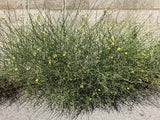Skeletonweed