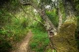 Live Oak Nature Trail