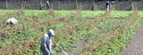 Farmworkers