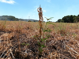 Milkweed plant in field