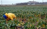 Coastal Farming