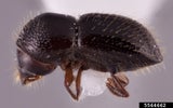 Invasive Shothole Borer
