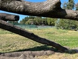 Fallen tree
