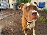 Shady, a dog