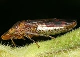 Glassy-Winged Sharpshooter