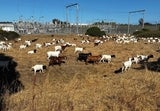 herd of goats