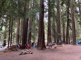 D3 Coastal Redwood Picnics