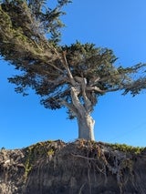 Cypress Tree