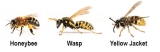 Honeybee, wasp and yellow Jacket