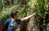 Carlos Maciel inspects a vine in San Pedro Valley County Park.
